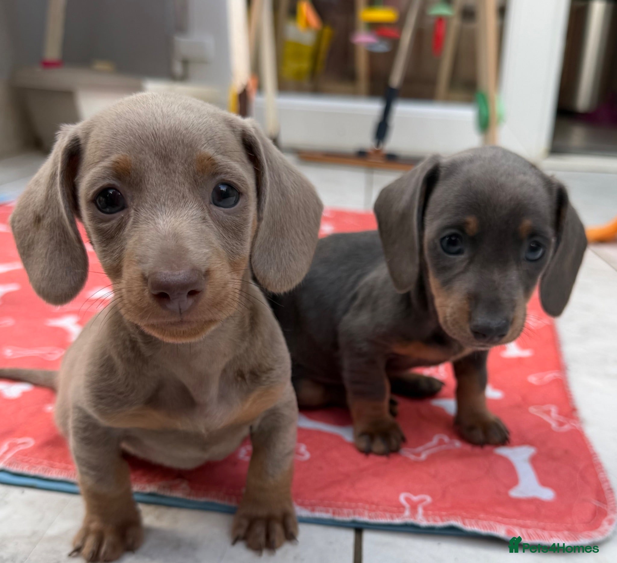 Dachshund dogs Miniature Dachshund - Advert 4