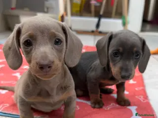 Dachshund dogs Miniature Dachshund - Advert 4