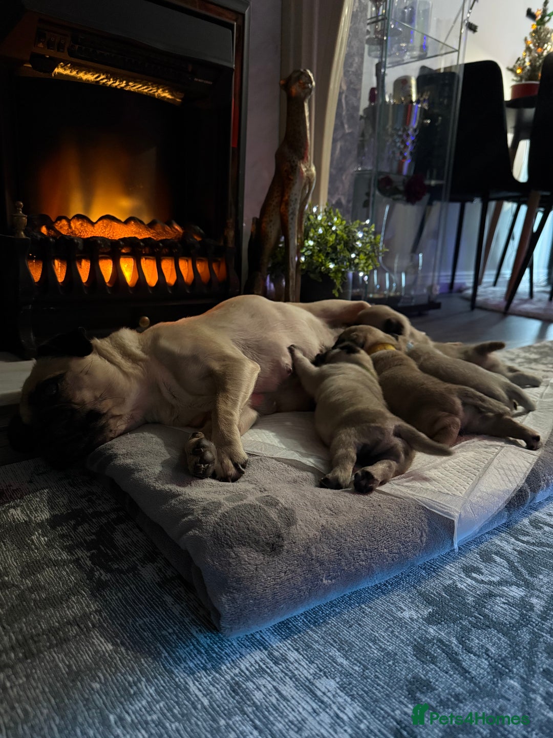 Pug dogs for sale: Cute Pug Puppies Looking for a New Home! ✨ - Advert 13