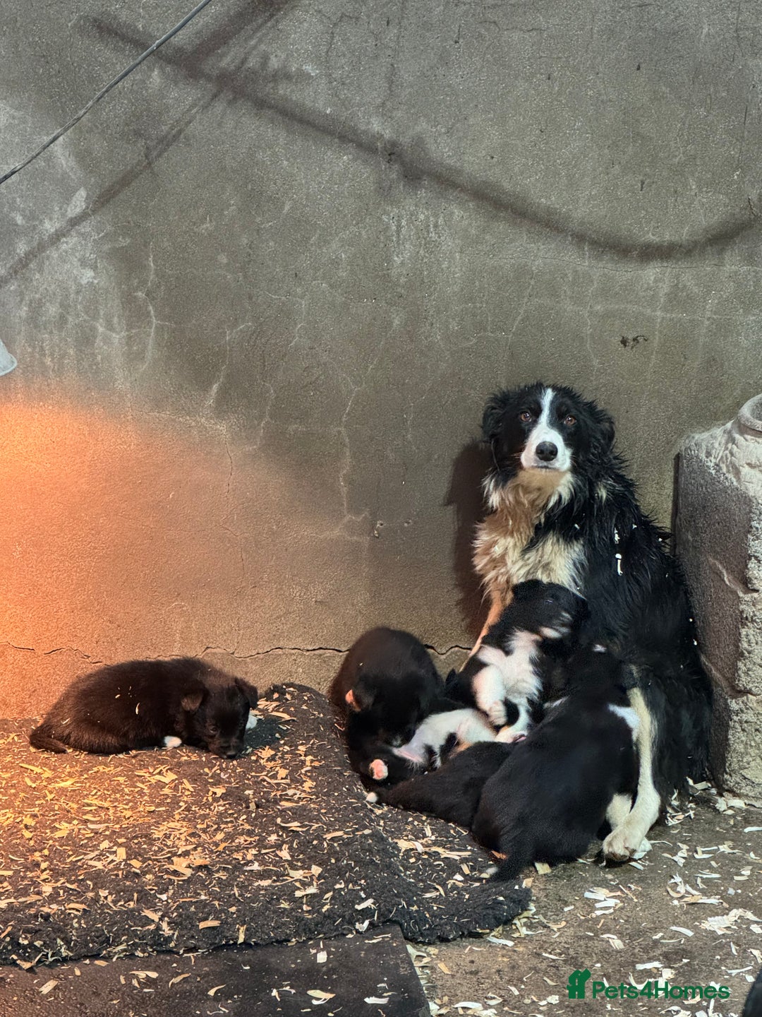 Border Collie dogs for sale: Bouncing border collies - Advert 1