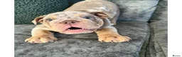 English Bulldog dogs for sale: Last 3 female English bulldogs puppies🐾 - Advert 3