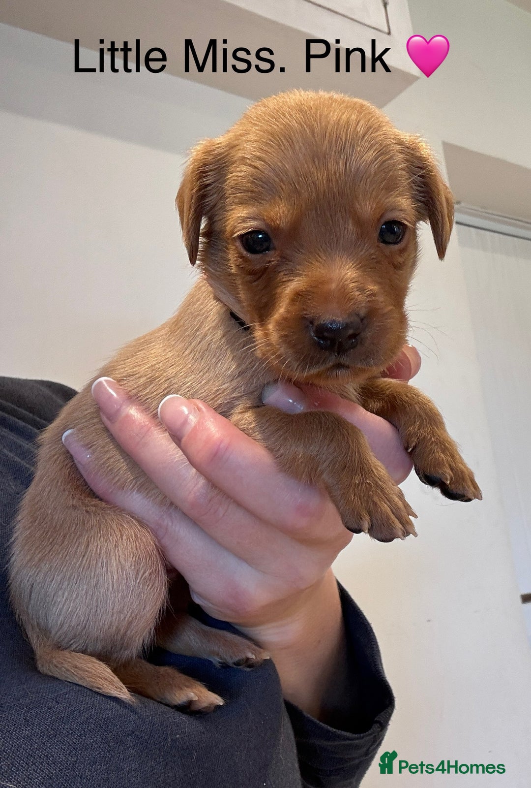 Labrador Retriever dogs for sale: Outstanding Fox Red Labrador Retriever Puppies  - Image 10
