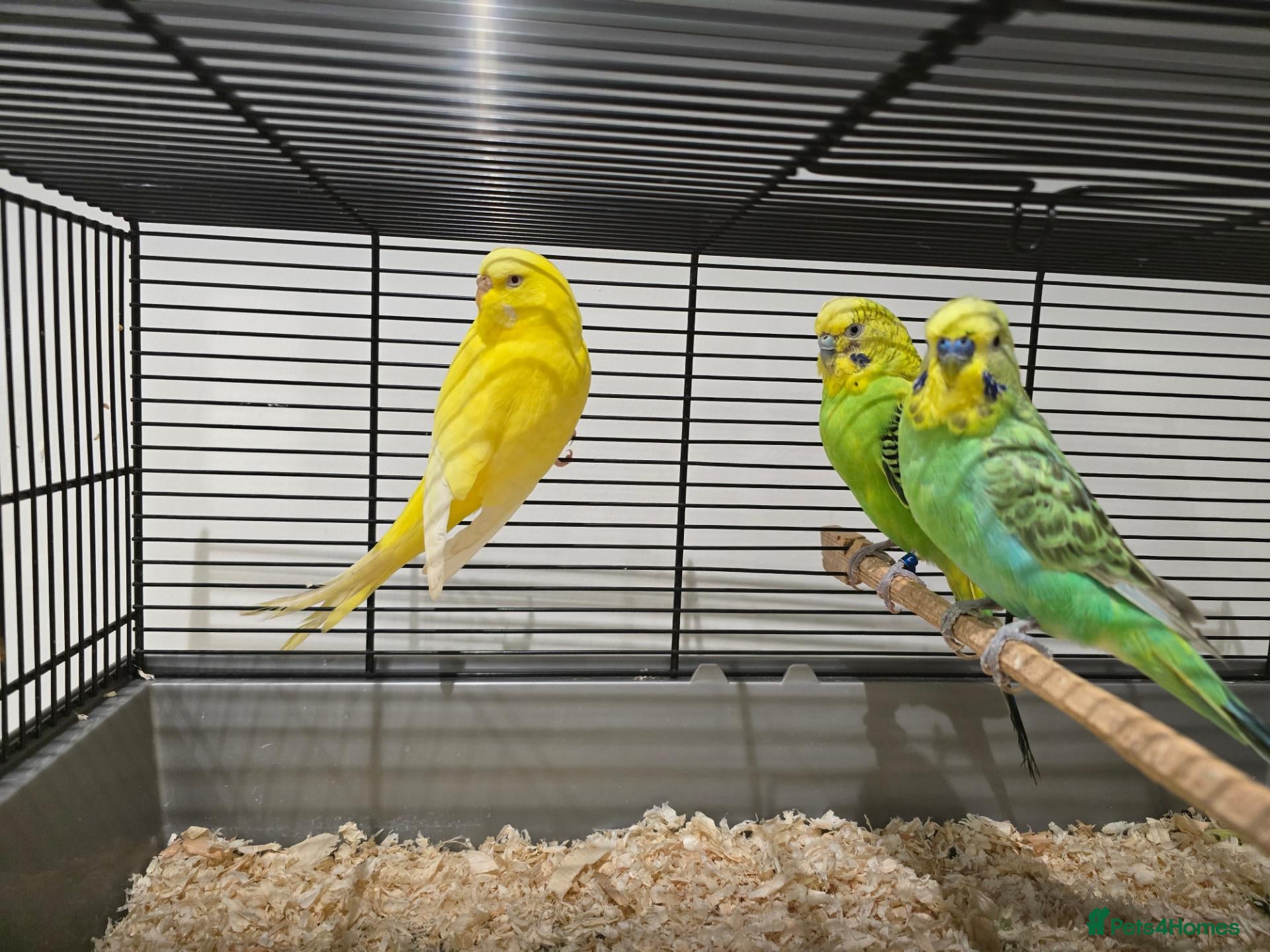 Budgerigars birds Adult budgies for sale  - Advert 2