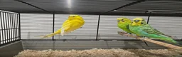 Budgerigars birds for sale: Adult budgies for sale  - Advert 1
