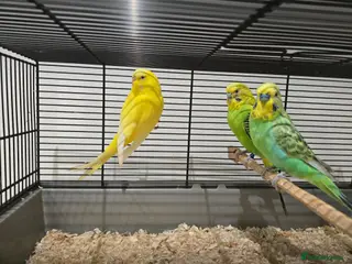 Budgerigars birds Adult budgies for sale - Advert 14