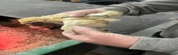 Chickens poultry for sale: Peking bantam chicks for sale - Advert 7