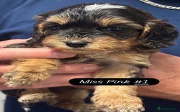 Cockapoo dogs for sale: Cuddly, cute, calm, sable Cockapoo puppies  - Image 21