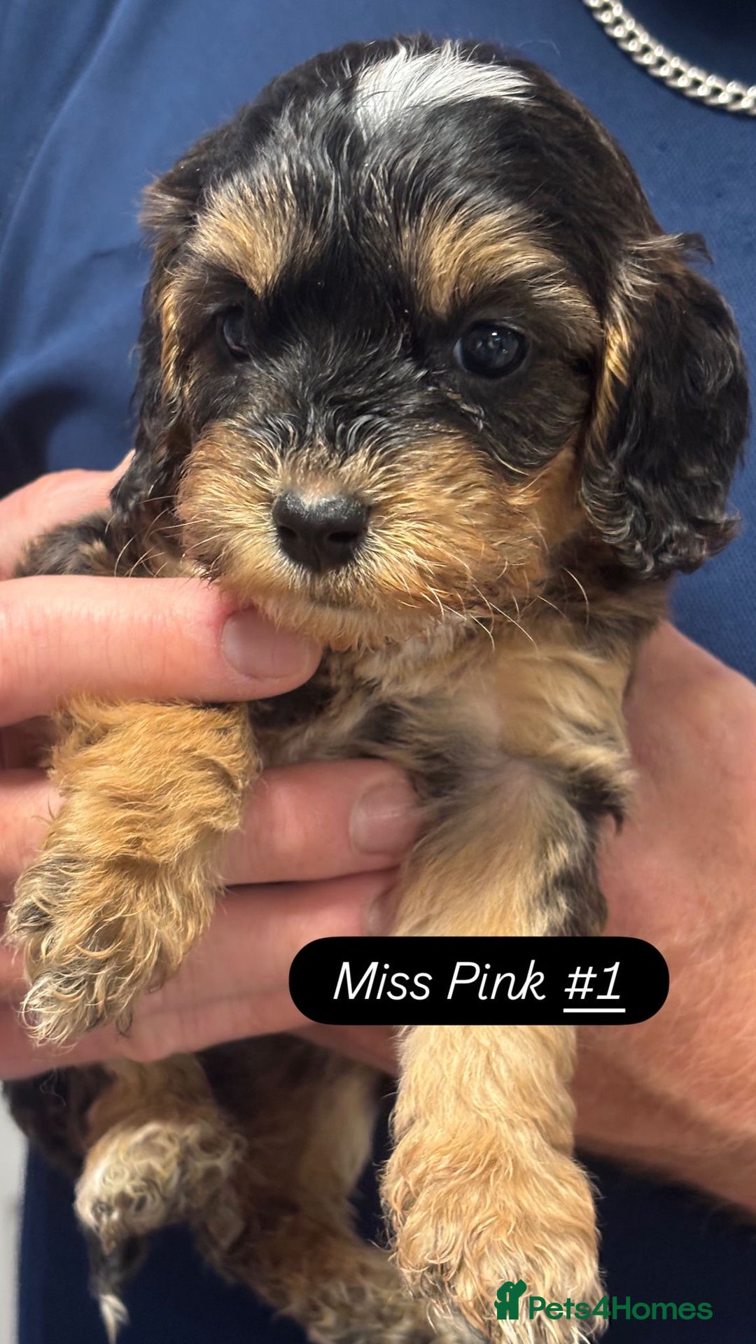Cockapoo dogs for sale: Cuddly, cute, calm, sable Cockapoo puppies  - Image 21