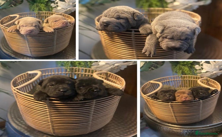 Shar Pei dogs - Advert 1