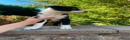 Border Collie dogs for sale: 3 Border Sheep dog Pups for Sale in Llandrindod Wells - Advert 12