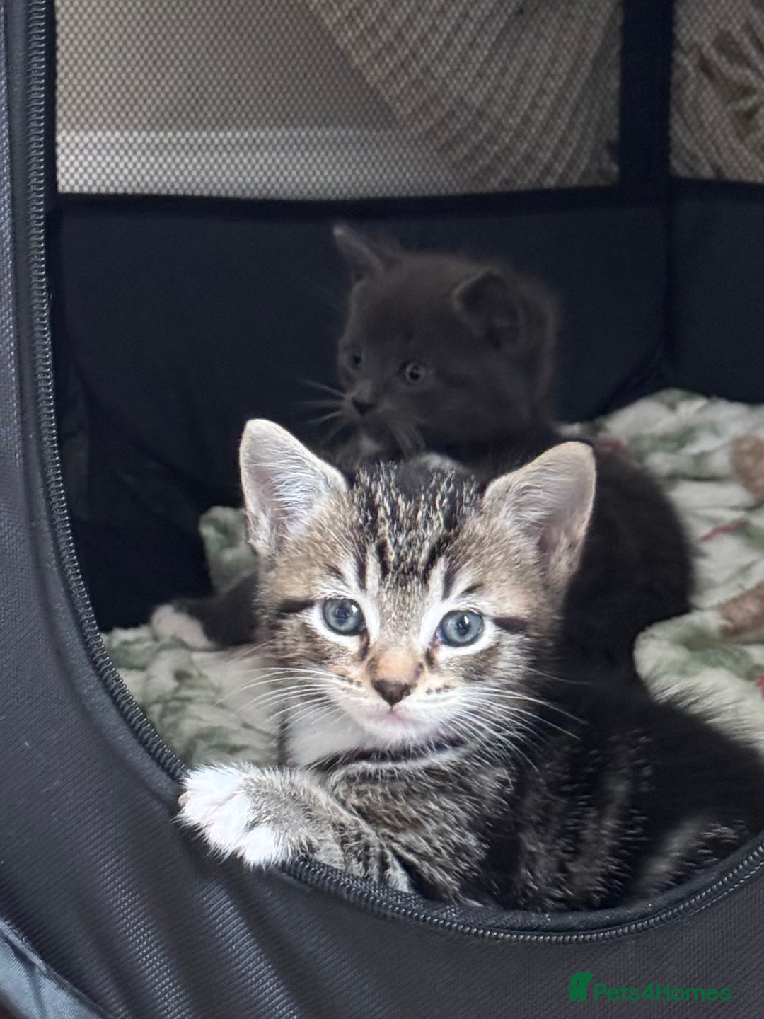 Mixed Breed cats for sale: Adorable Kittens Looking for Loving Homes 🐾 - Advert 3