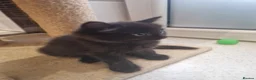 Mixed Breed cats for sale: Kittens   - Advert 15