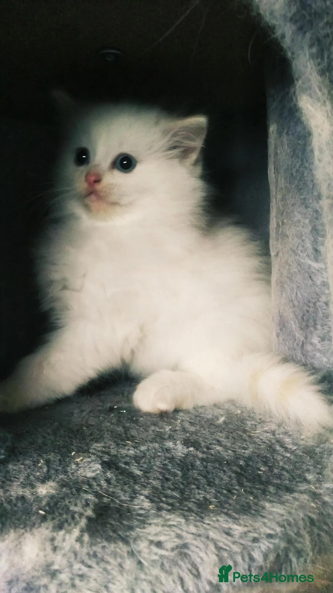 Ragdoll cats for sale: Purebred Ragdolls - Advert 2