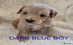 Tibetan Terrier dogs for sale: Adorable fluffy TToodle puppies  - Image 35