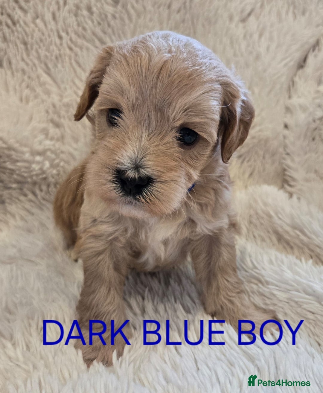 Tibetan Terrier dogs for sale: Adorable fluffy TToodle puppies  - Image 35