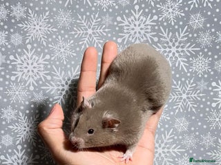 Hamster rodents STUNNING TAME PEDIGREE SYRIAN HAMSTERS - Advert 6