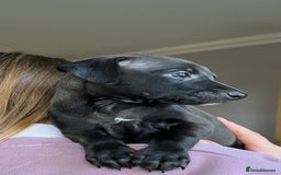 Italian Greyhound dogs for sale: 🐾kc registered Italian greyhound puppies 🐾 - Image 33