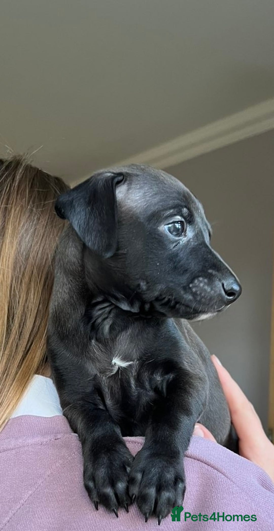 Italian Greyhound dogs for sale: 🐾kc registered Italian greyhound puppies 🐾 - Image 33
