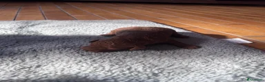 Cockapoo 4