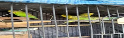 Budgerigars birds for sale: Budgies for sale  in Manchester - Advert 5