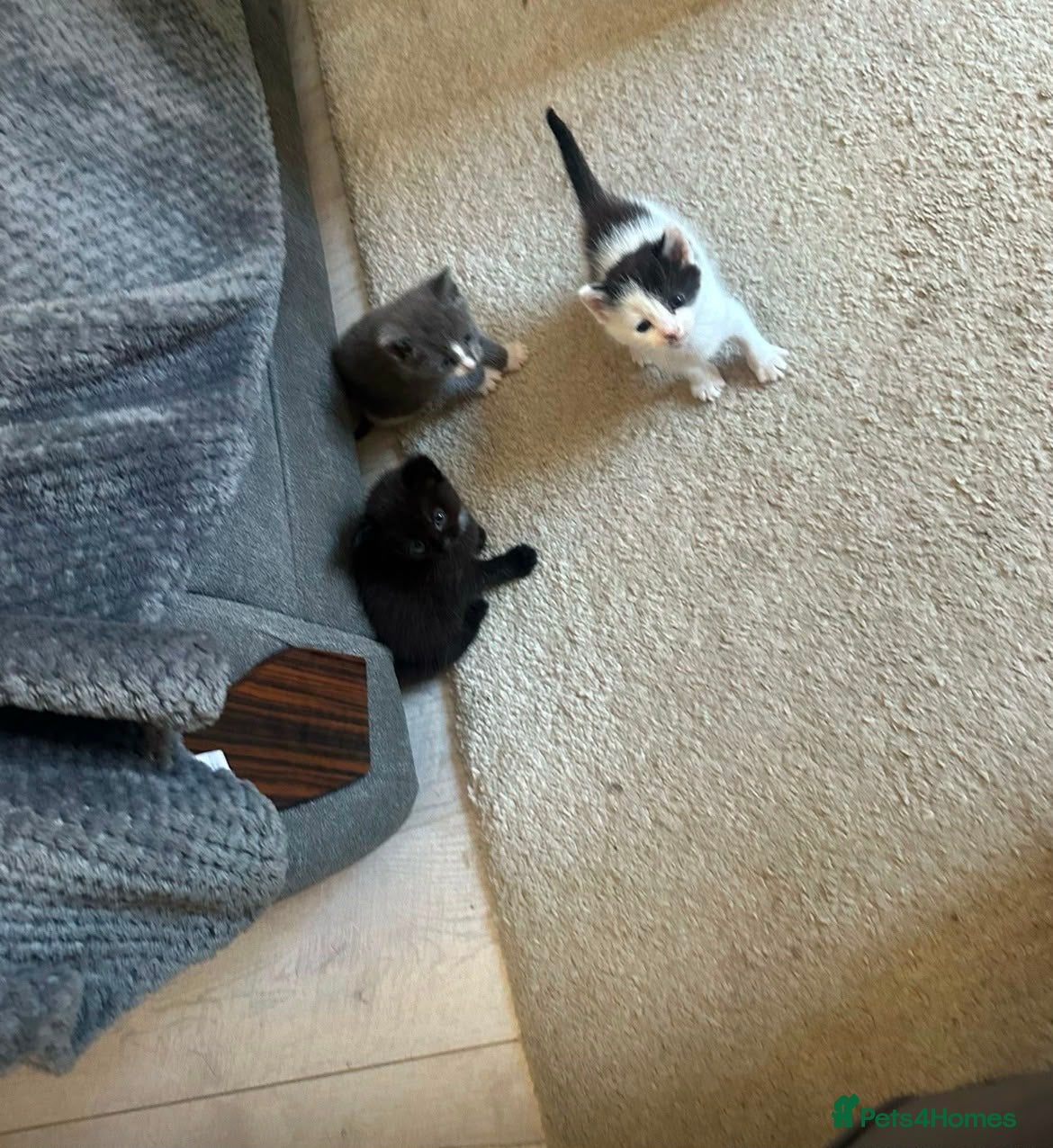 Mixed Breed cats for sale: Mixed breed kittens  in Derby - Advert 6