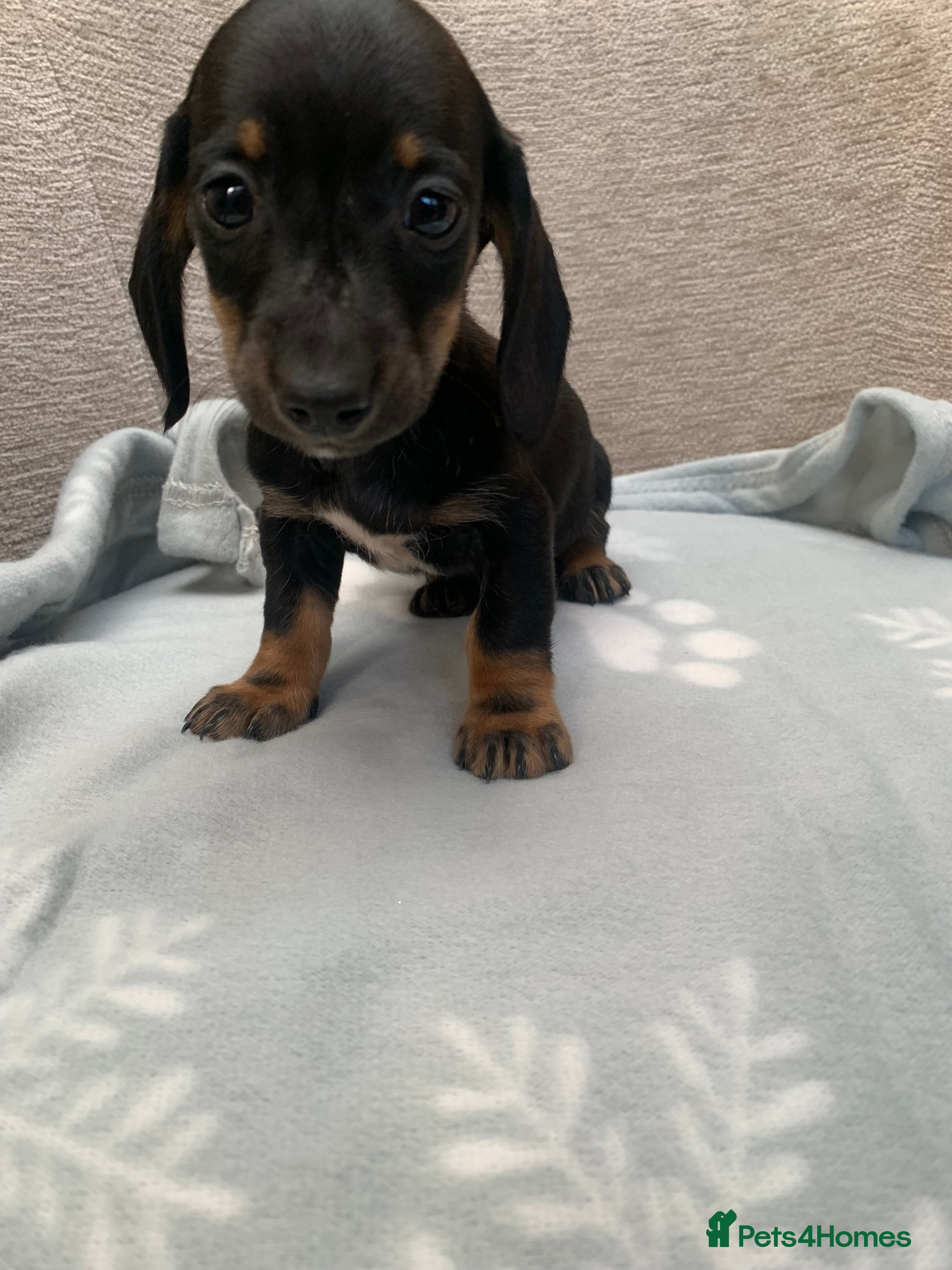 Miniature Dachshund dogs **READY NOW 6 beautiful boys 💙💙*** - Advert 2