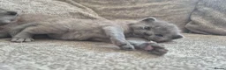 British Shorthair cats for sale: British shorthair - Advert 22