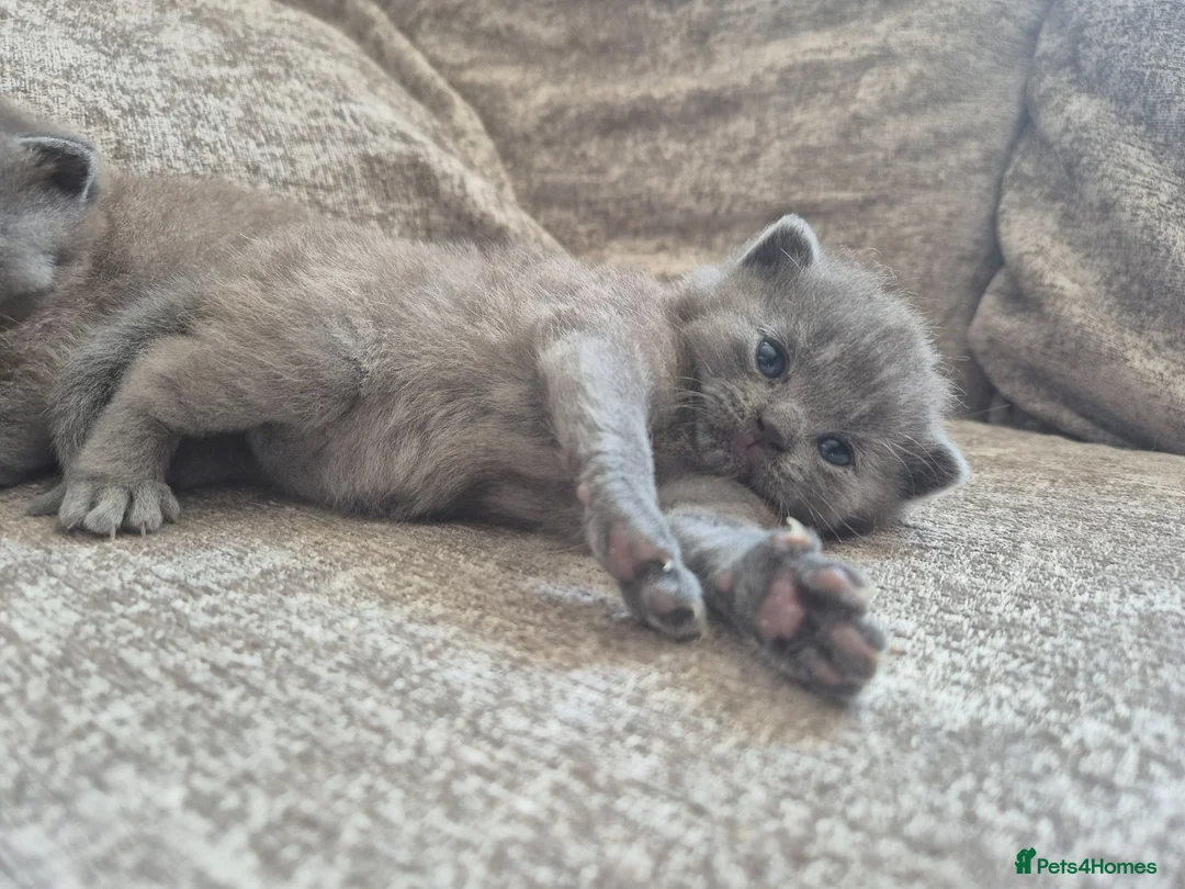 British Shorthair cats for sale: British shorthair - Advert 22