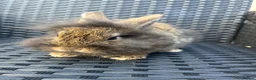 Mini Lion Lop rabbits for sale: Ready to go lionhead lops now reduced - Advert 6