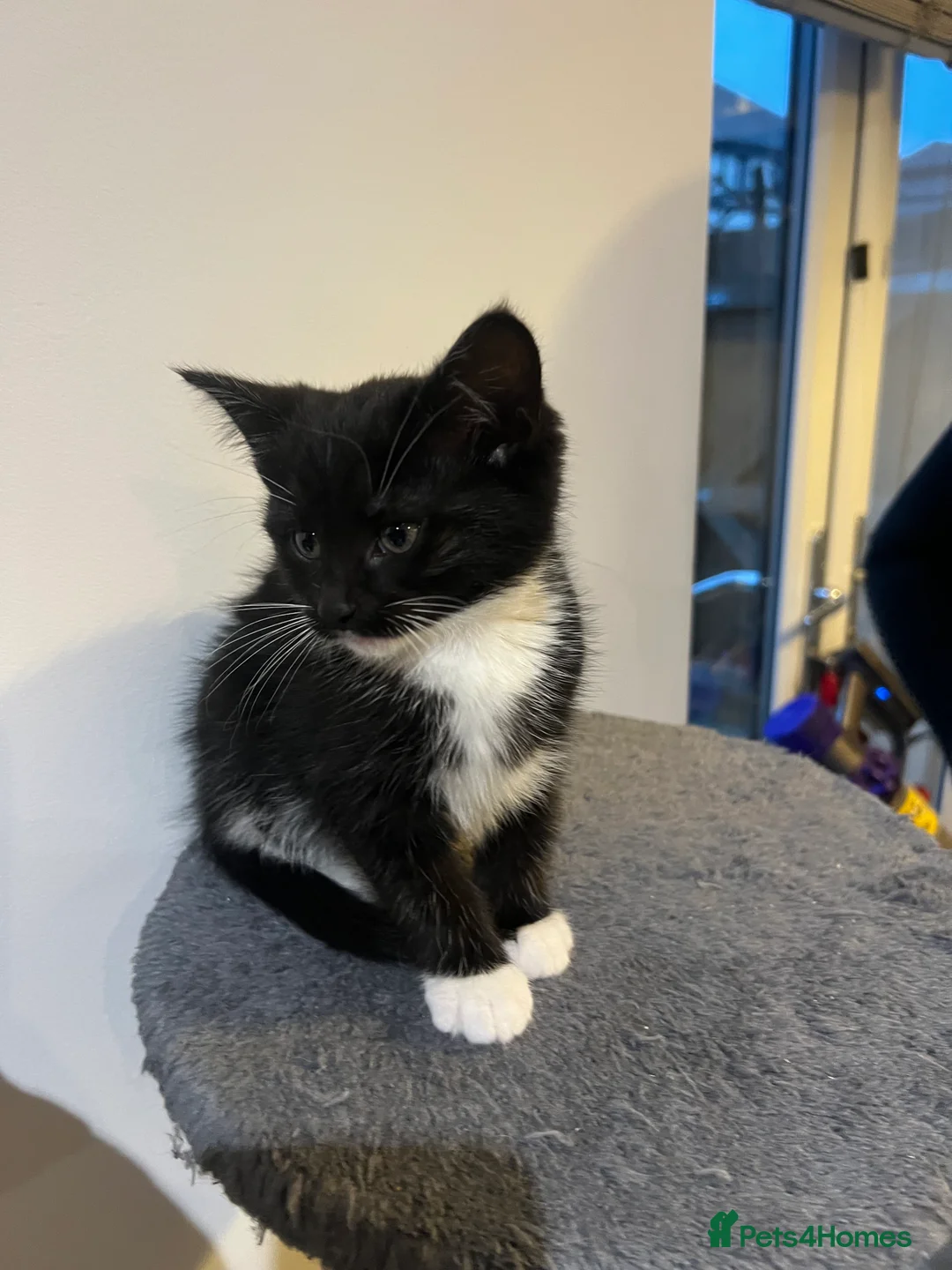 Mixed Breed cats for sale: kittens ready for a new home. - Advert 25