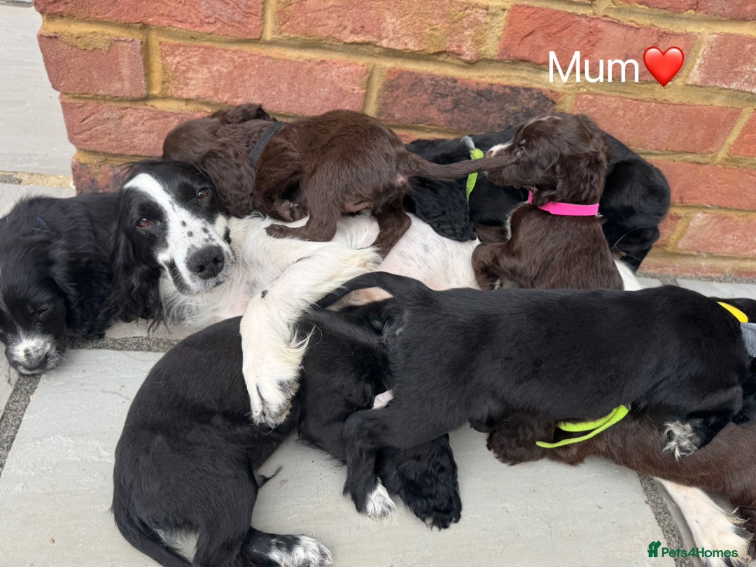 Cocker Spaniel dogs for sale: Beautiful cocker spaniel pups for sale!🐶 - Image 11