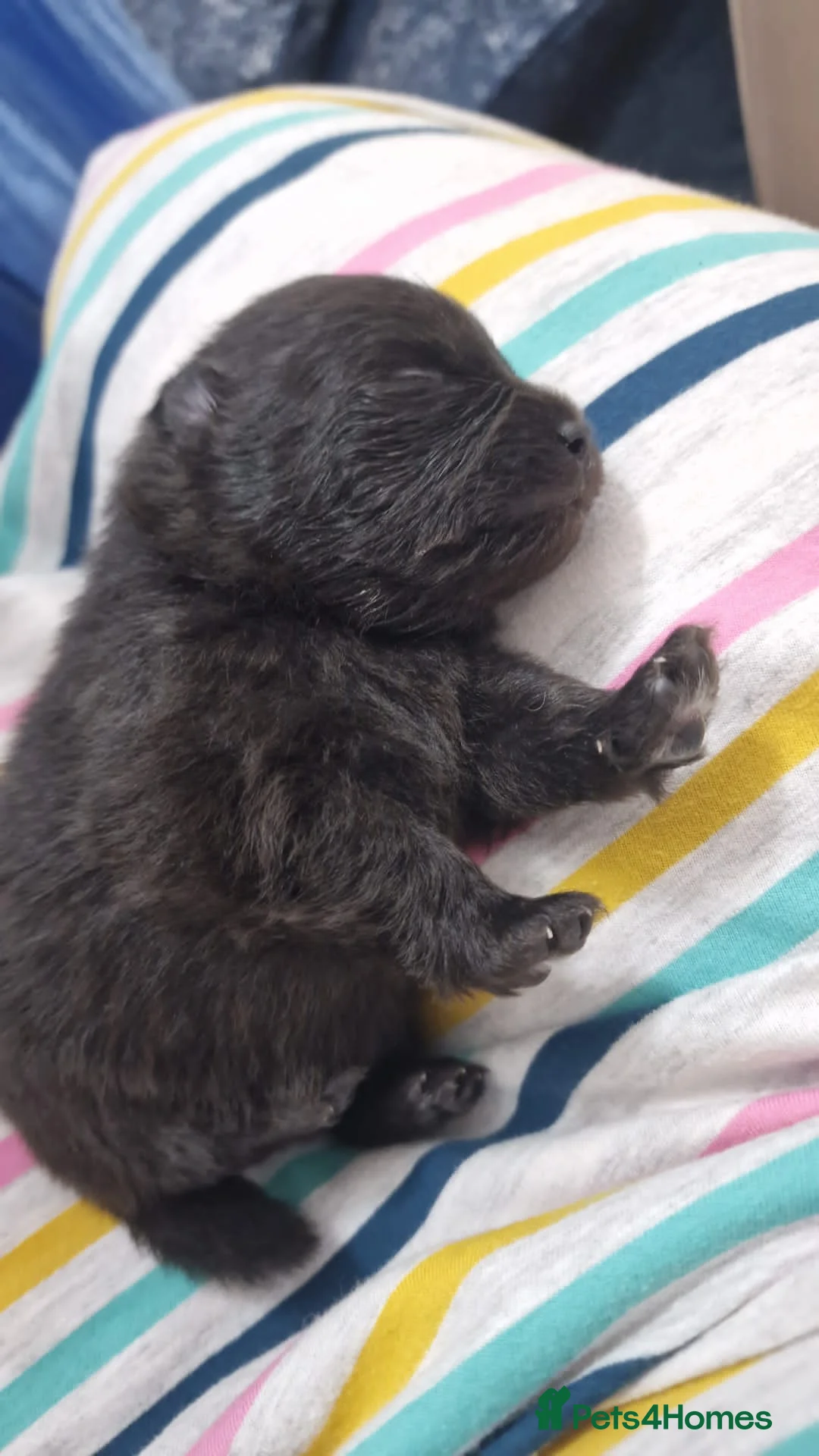 Pomeranian dogs for stud: TINY lilac Russian Pom  in Bridgend - Advert 13