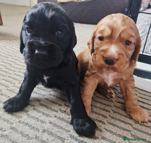 Cocker Spaniel dogs - Advert 4