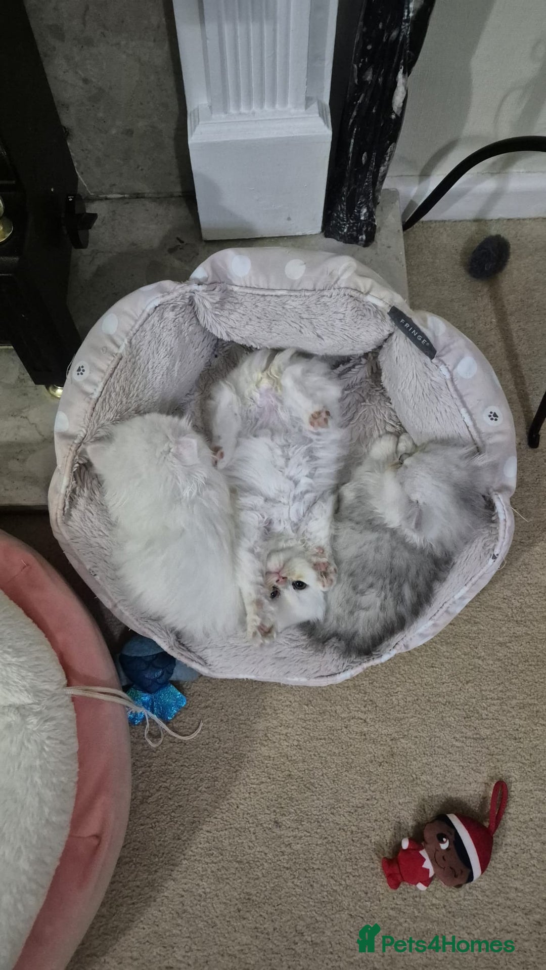 Persian cats for sale: Persian Chinchilla Kittens Available  - Advert 4