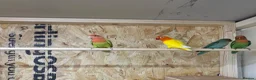 Lovebirds birds for sale: Proven bonded pair of love birds with 5 chicks  in Leighton Buzzard - Advert 3
