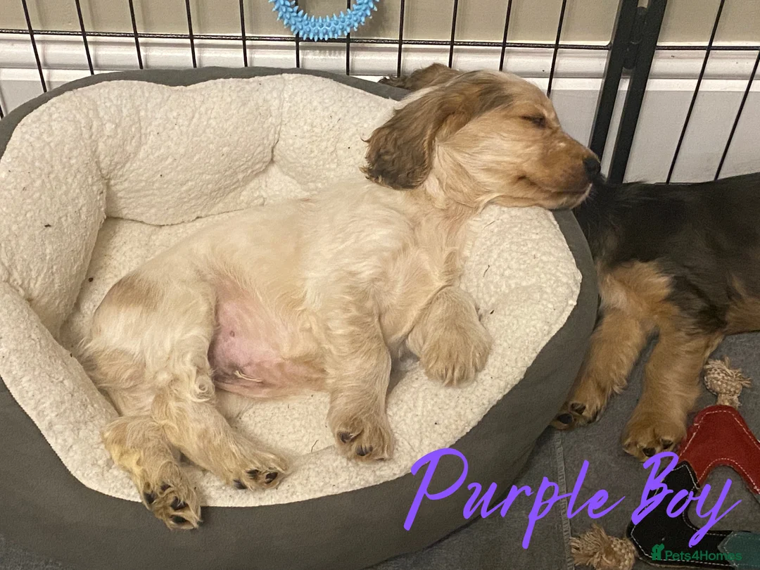 Cocker Spaniel dogs for sale: Stunning Litter of Show Cocker Spaniels  - Advert 32