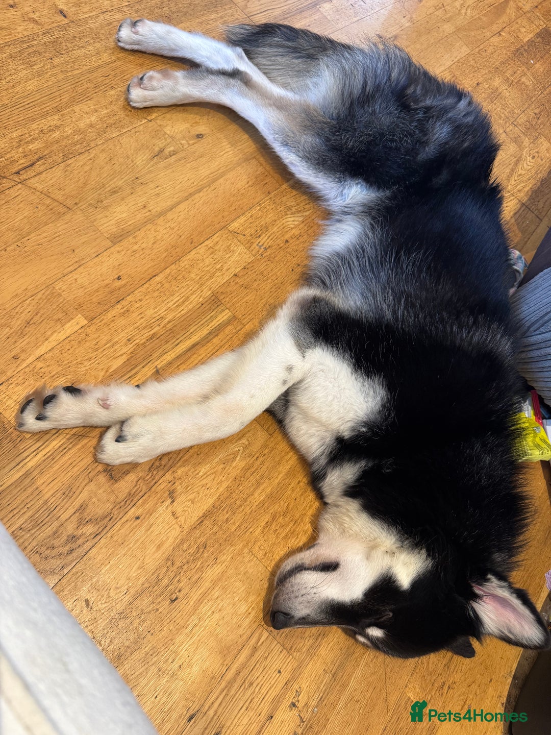 Mixed Breed dogs for sale: Meet Sparks - Image 3