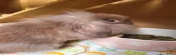 Mini Lion Lop rabbits for sale: Adorable Mini Lion Lops - READY JULY 1ST - Advert 20