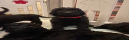 Standard Poodle dogs for sale: West London Standard Poodles - Advert 7