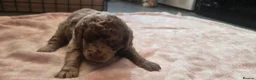 Cockapoo dogs for sale: Cockapoo Puppies  - Advert 10
