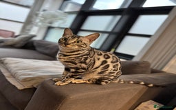 Bengal cats for sale: Silver rosetted Bengal🐆❤️ - Image 14
