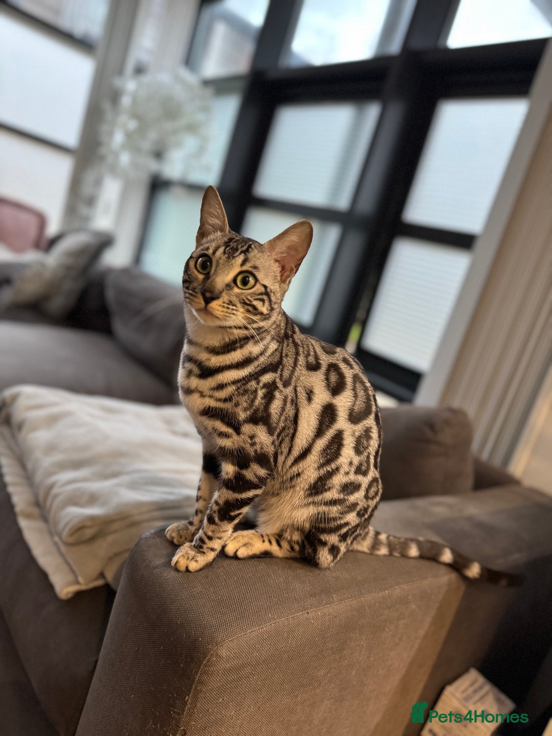 Bengal cats for sale: Silver rosetted Bengal🐆❤️ - Image 14