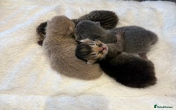 British Shorthair cats for sale: British Shorthair GCCF Champion Kittens ✨ - Image 8
