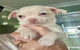 Chihuahua dogs for sale: Beautiful Chihuahua Babies - Image 11