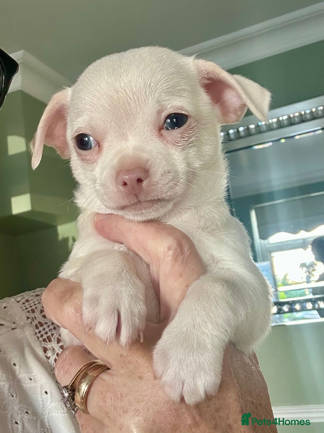 Chihuahua dogs for sale: Beautiful Chihuahua Babies - Image 11