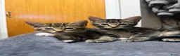 Domestic Shorthair cats for sale: Kittens in Huntly - Advert 6