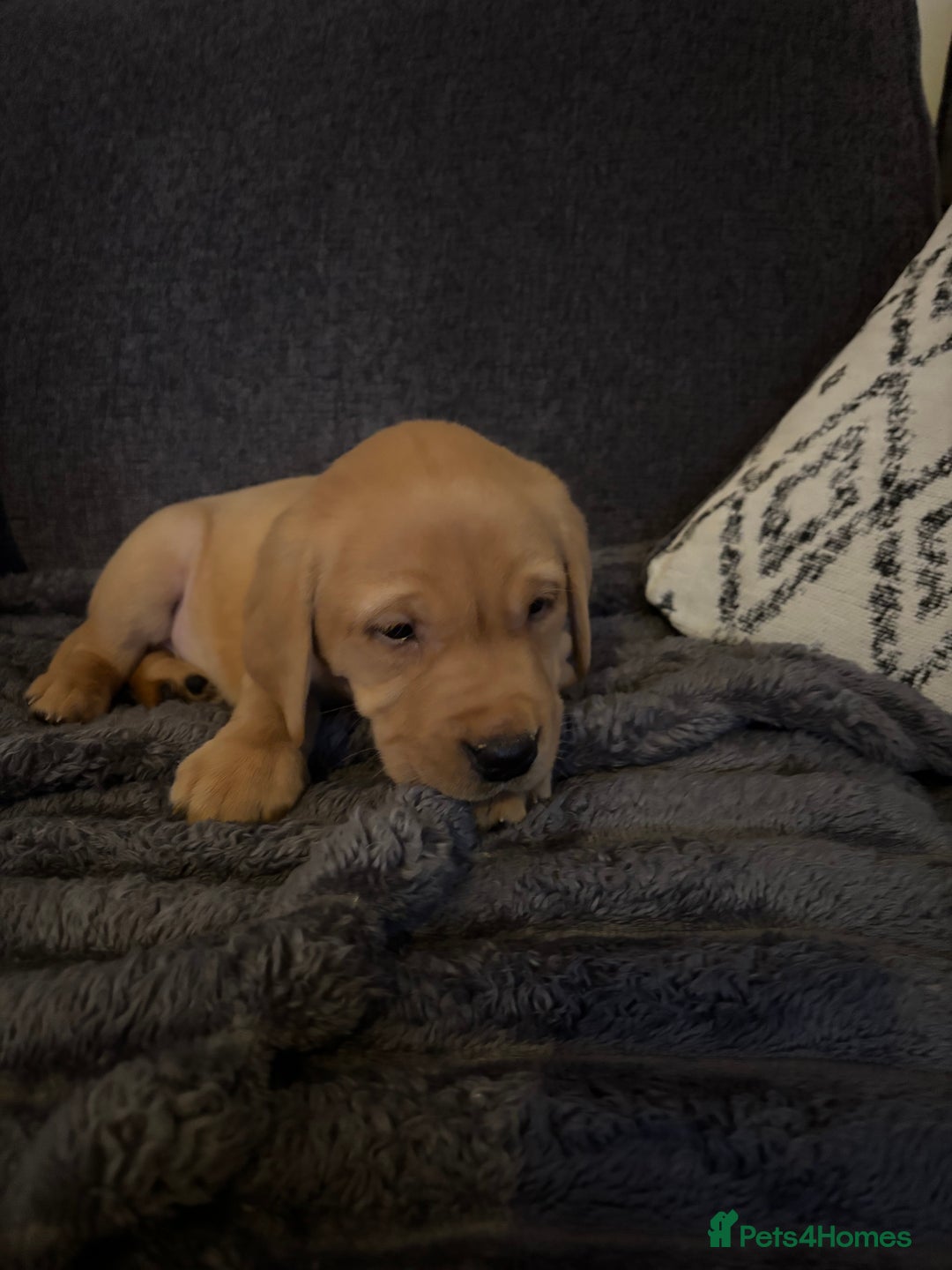 Labrador Retriever dogs for sale: KC registered Labrador retriever pups - Advert 26