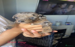 Mixed Breed dogs for sale: Cavapoochon X cockapoo - Image 12