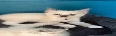 Ragdoll 