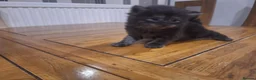 Mixed Breed cats for sale: 4 Tabby kittens - Advert 8